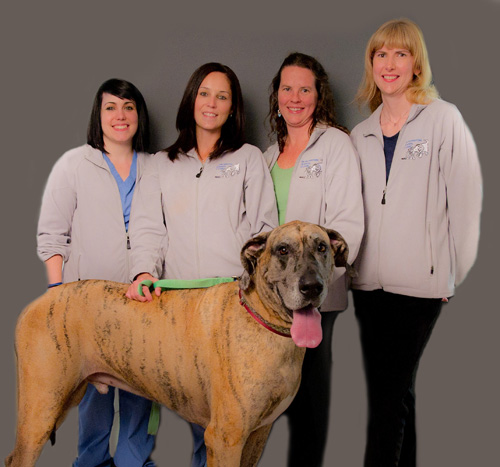 burlington veterinary